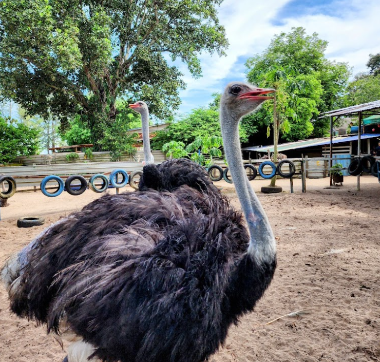 Day Trip Guide from Singapore to Desaru 