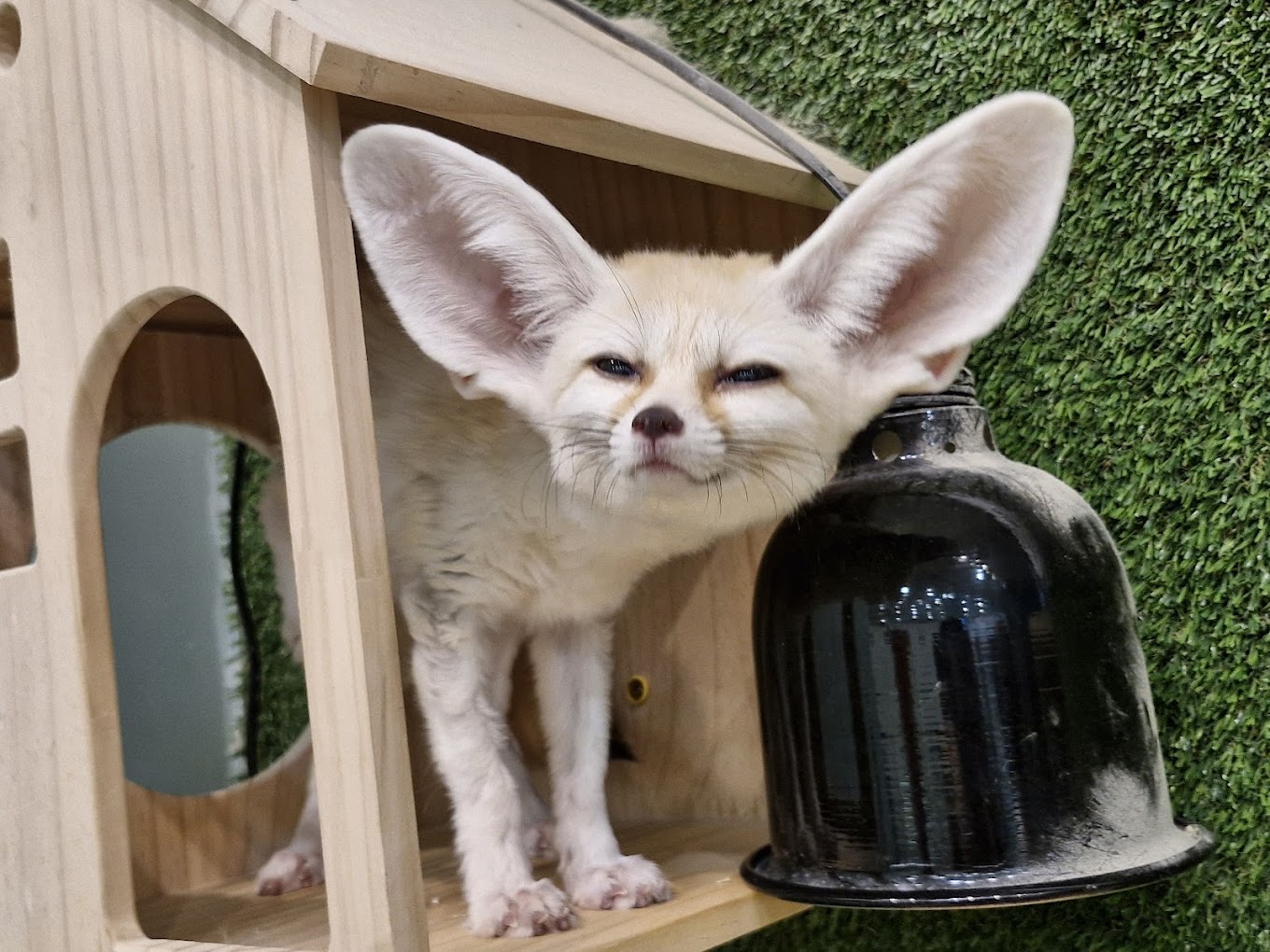 A Pawsome Day Out: Exploring JB